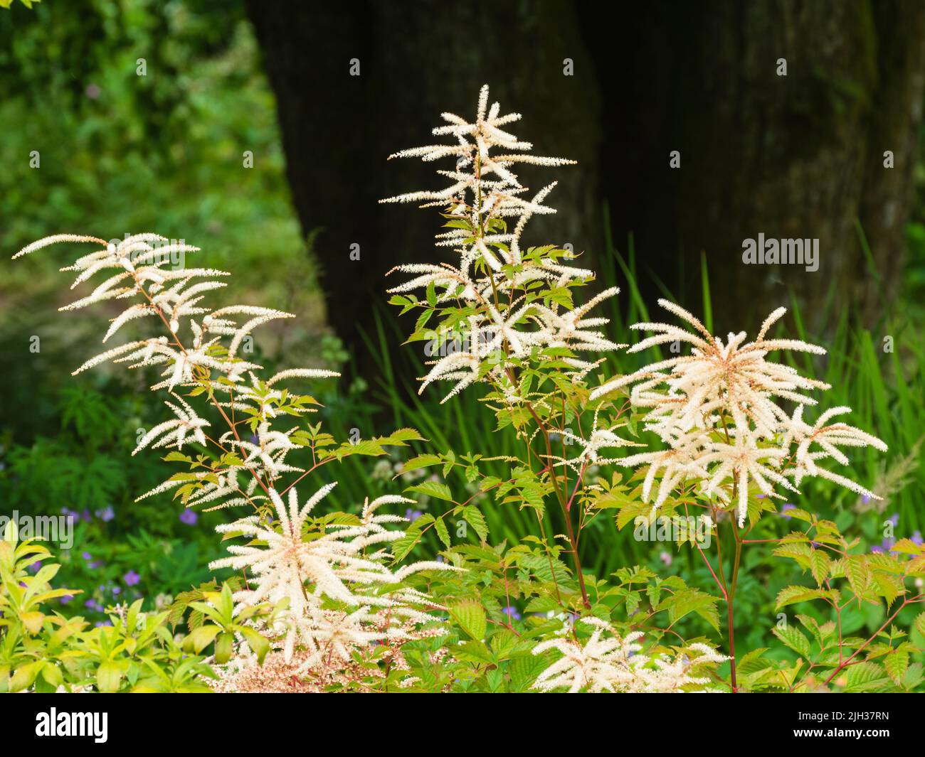Piccoli fiori bianchi nelle spike di piuma della barba erbacea perenne di capra, Aruncus dioicus Foto Stock