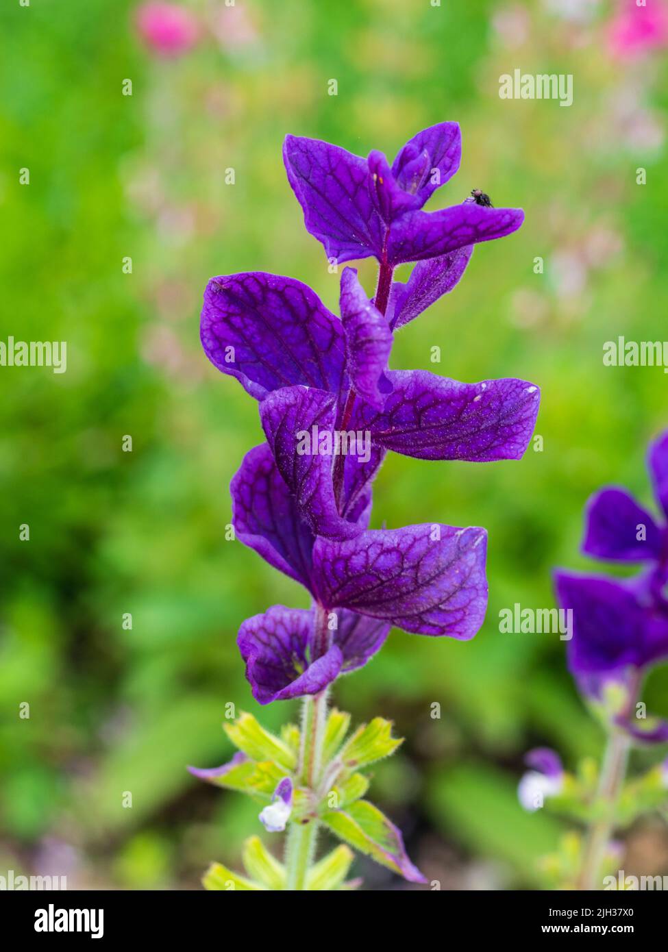 Crostate ornamentali terminali della salvia dipinta annuale, Salvia viridis 'Lunedì Blu' Foto Stock