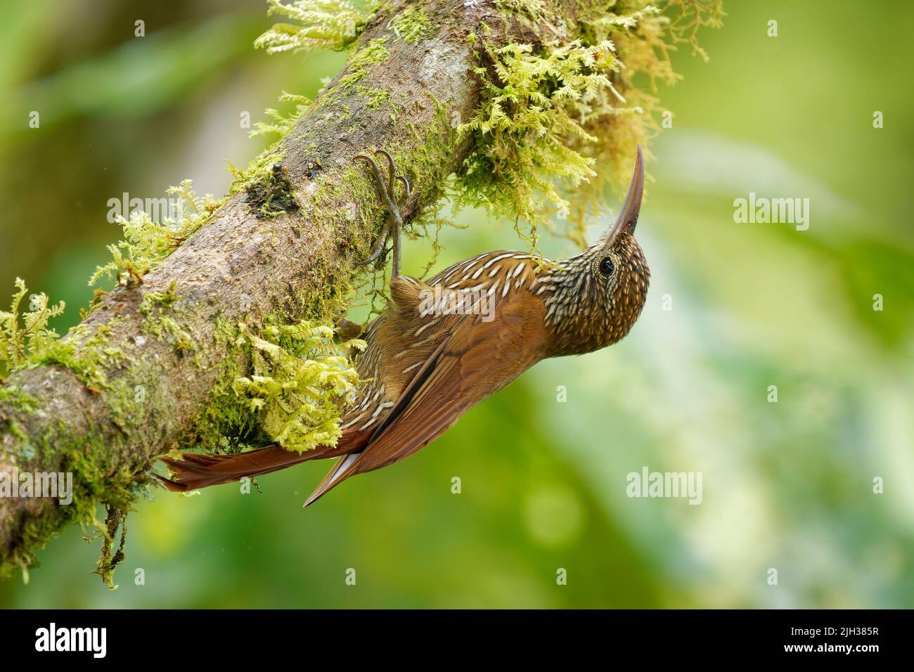 Montane Woodsuperriduttore - Lepitocolaptes lacrymiger uccello perching sottofamiglia Dendrocolaptinae della famiglia degli ovenbird Furnariidae, trovato in Bolivia, Colombia, E. Foto Stock