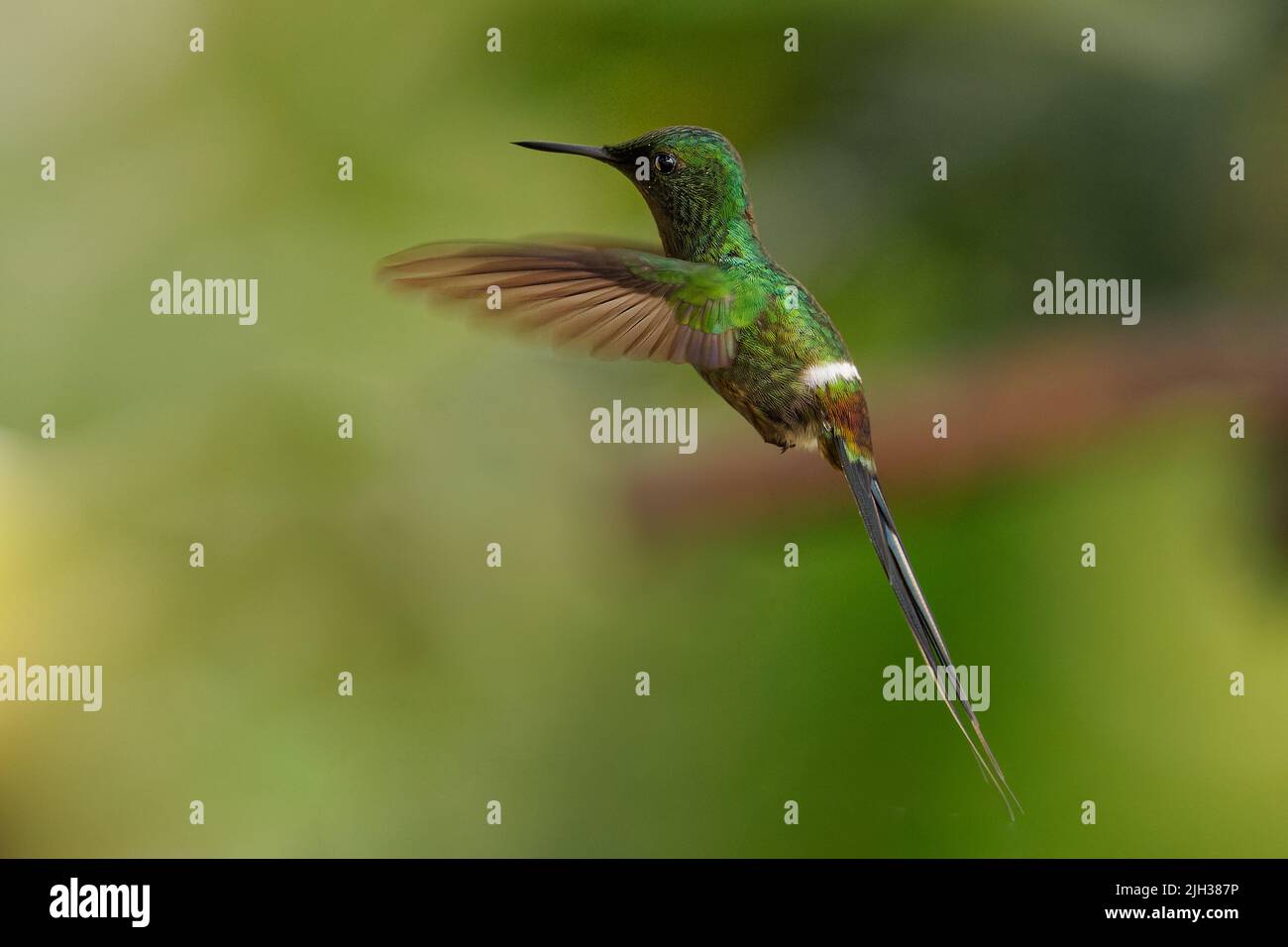 Thorntail verde - Discosura conversii piccolo colibrì nei brillanti, tribù Lesbiini della sottofamiglia Lesbiinae, uccello verde trovato in Colombia, Costa Foto Stock