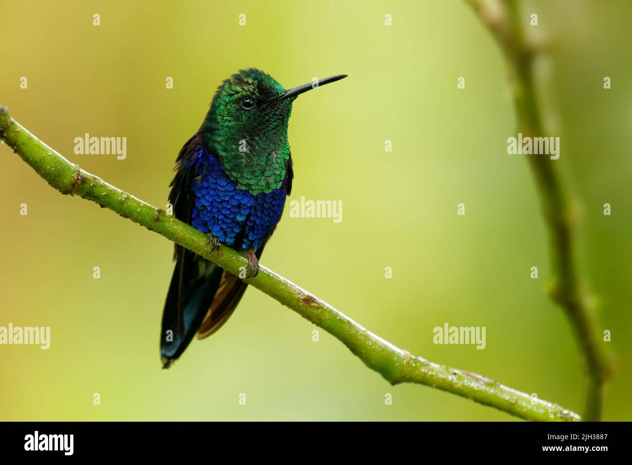 Crownymph crowned woodnymph - Talurania colombica uccello verde e blu nella famiglia dei colombini Trochilidae, trovato in Belize e Guatemala a Perù, blu e verde Foto Stock