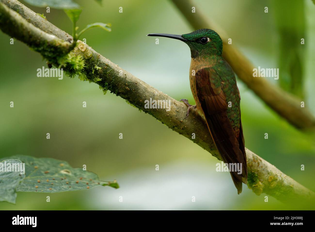 Orata brillante - Heliodoxa rubinoides hummingbird, uccello nativo del Sud America, in Bolivia, Colombia, Ecuador e Perù, anche chiamato lilla-th Foto Stock