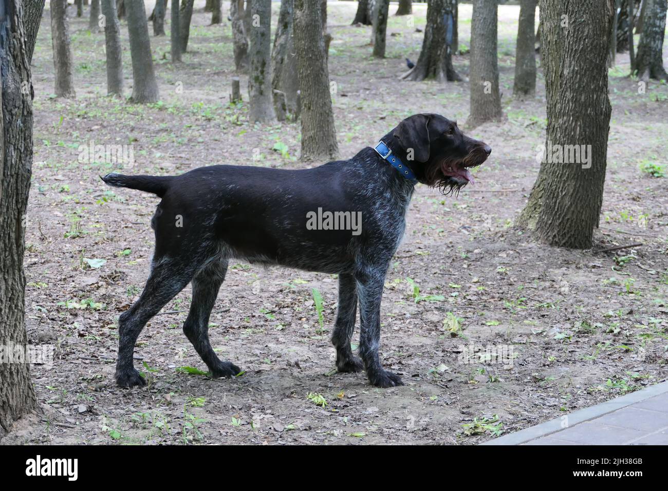Cane da caccia di razza tedesca Drathaar all'aperto in estate in habitat naturale. Foto Stock