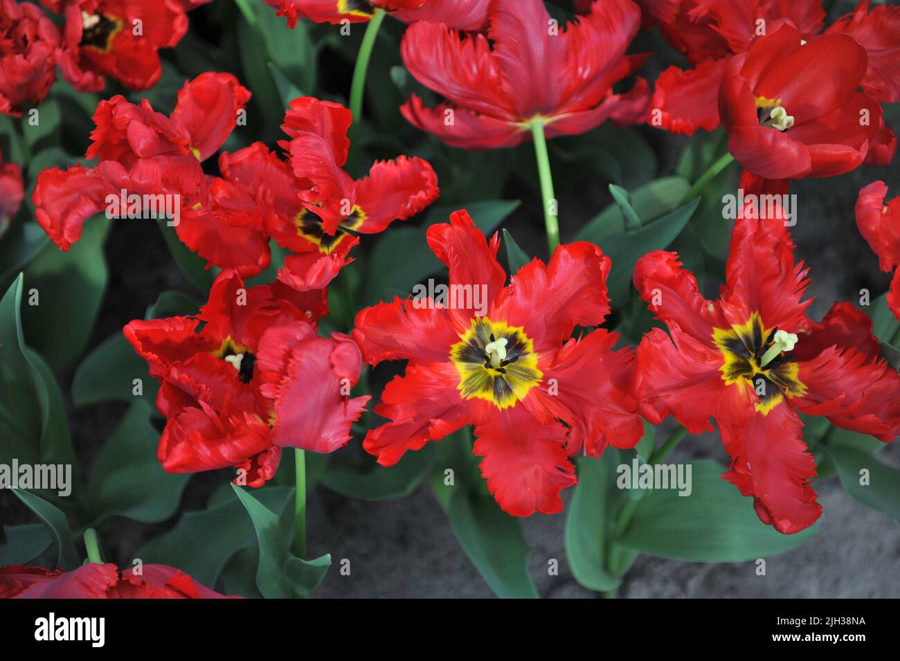 Tulipani di pappagallo rosso (Tulipa) Pionier fioriscono in un giardino nel mese di marzo Foto Stock