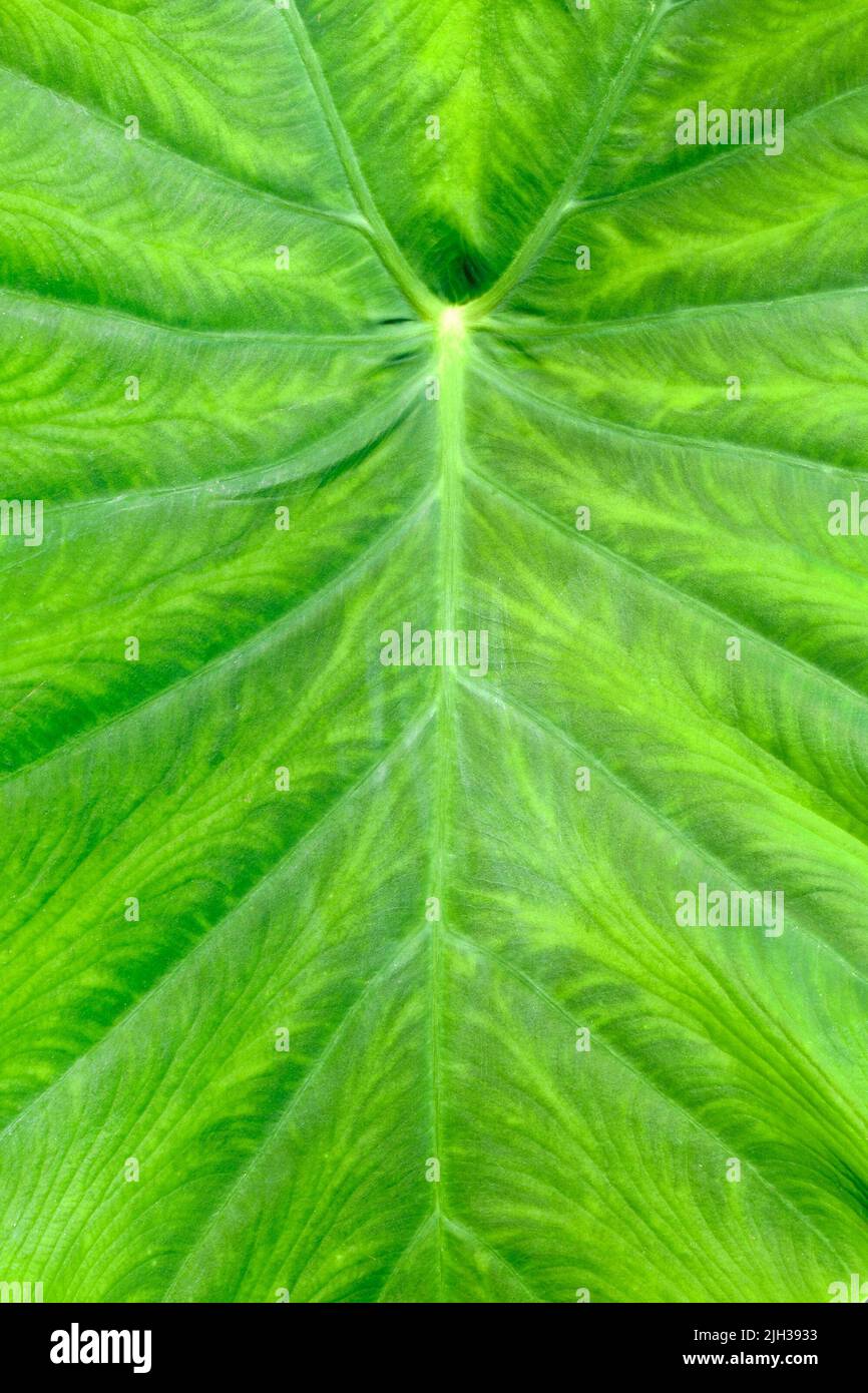 Primo piano di foglia di pianta tropicale 'Colocasia Esculenta' Taro Foto Stock