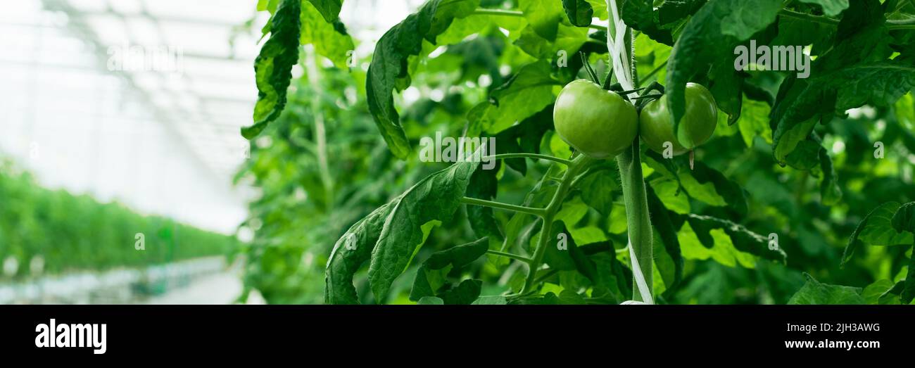 germogli di pomodori verdi nella serra. Coltivazione industriale di pomodori ed erbe. Banner Web. Foto Stock