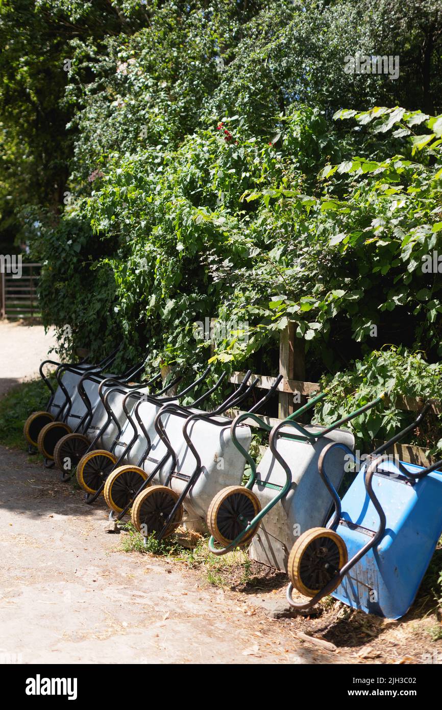 Una fila di carriole in un giardino comunitario. Le barre delle ruote si appoggiano a una siepe pronta per l'uso. Argentate in metallo. Uno è diverso e blu. Foto Stock