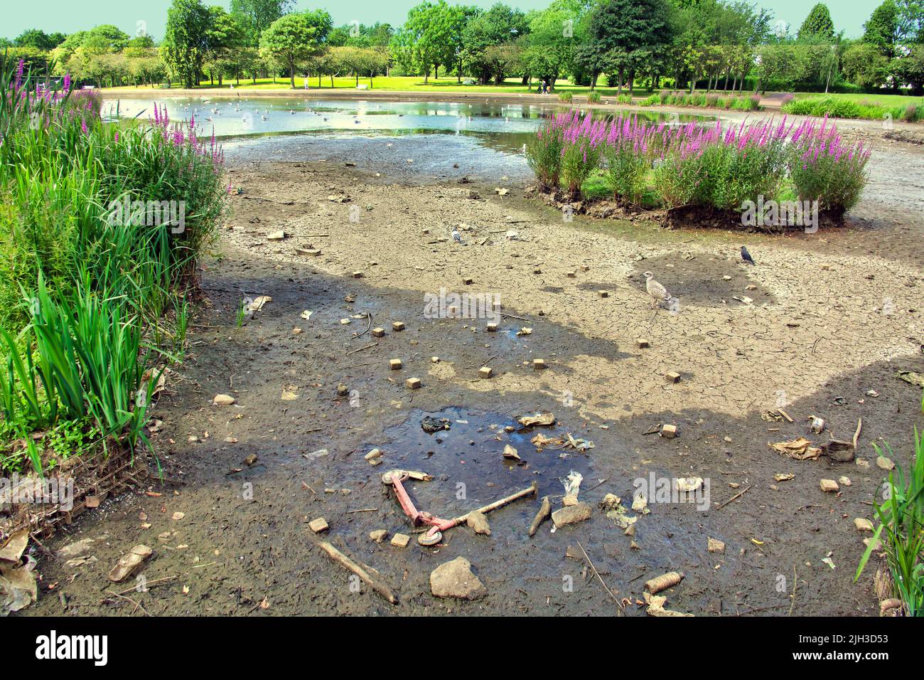 Glasgow, Scozia, Regno Unito luglio 14th 2022. Regno Unito Meteo: Siccità colpito Knightswood parco nautica stagno si asciuga in su. Metà dello stagno che ospita piante e cigni si è trasformato in fango asciutto. L'area è stata piantata con piante acquatiche e ha un'isola per gli uccelli da allevare su una collina sulla pianura del fango. Il NO di cigni è diminuito da oltre cinquanta a due coppie come il resto si sono mossi, ci sono poche anatre. I gabbiani sono rimasti ma diventano più aggressivi non hanno più il numero di cigni e anatre da nutrire. Credit Gerard Ferry/Alamy Live News Foto Stock