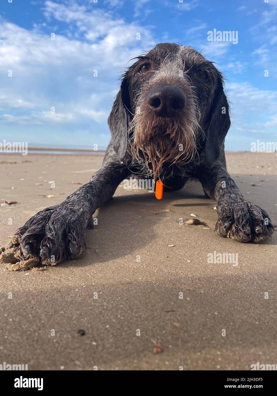 Foto di Boo, un puntatore tedesco Wirehaired di sei anni, che si rilassa sulla spiaggia durante questa ondata di caldo. L'RSPCA sta esortando i proprietari di animali domestici a pianificare la protezione degli animali durante questo periodo di tempo caldo. Data di emissione: Giovedì 14 luglio 2022. Foto Stock