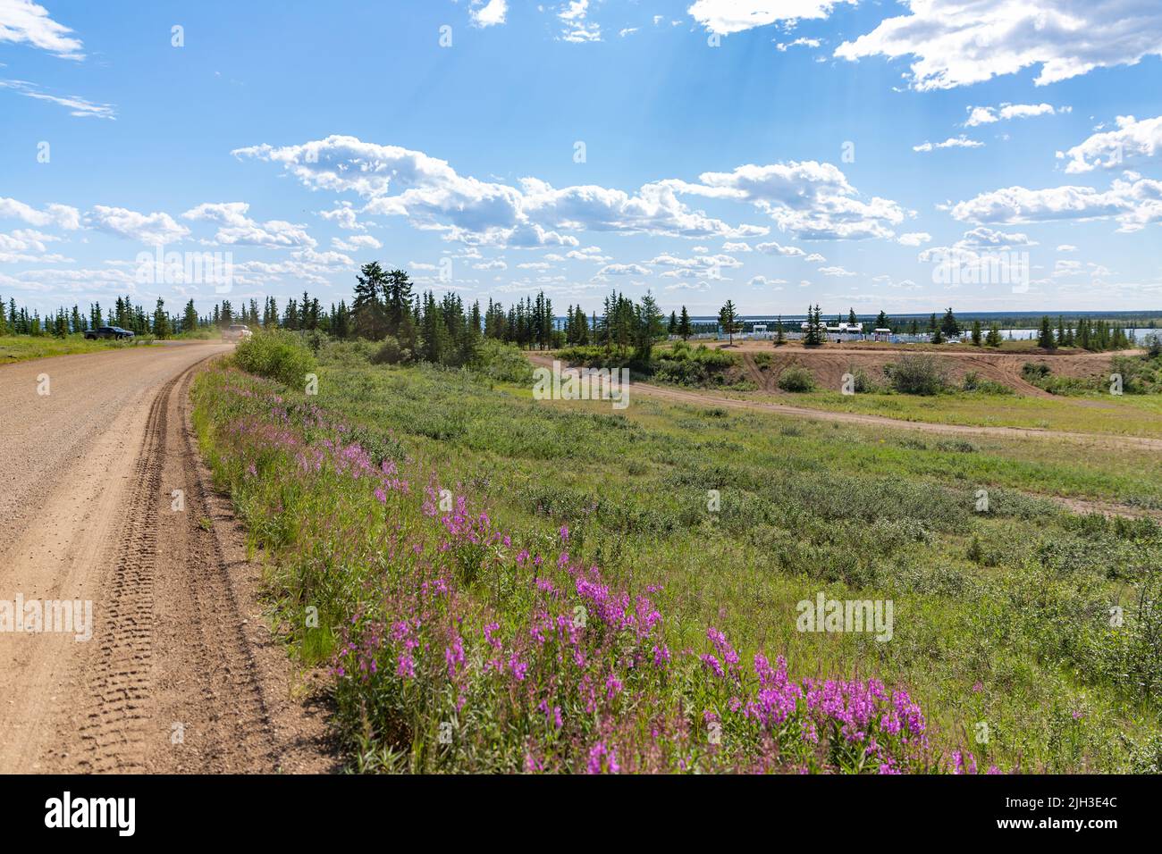 Fiori di alghe che crescono lungo la strada sterrata con il cimitero in lontananza, nella comunità indigena di Deline, territori nordoccidentali, Canada. Foto Stock