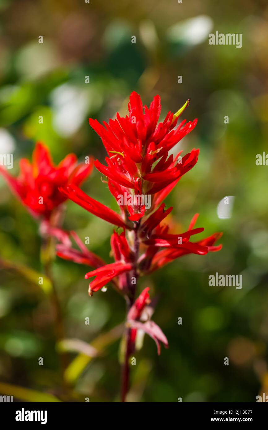 Fiore indiano Paintbrush in luce solare brillante, su uno sfondo morbido e sfocato. Foto Stock