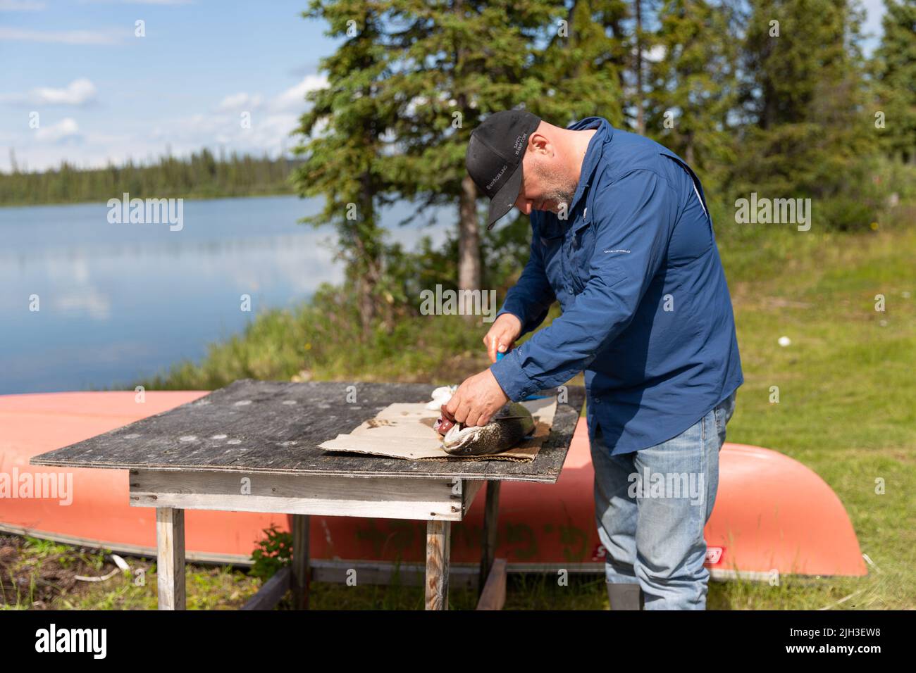L'uomo pulisce il pesce della trota del lago interferito nel lago di grande orso, territori nordoccidentali - il lago più grande interamente in Canada, il nono-più grande nel mondo. Foto Stock