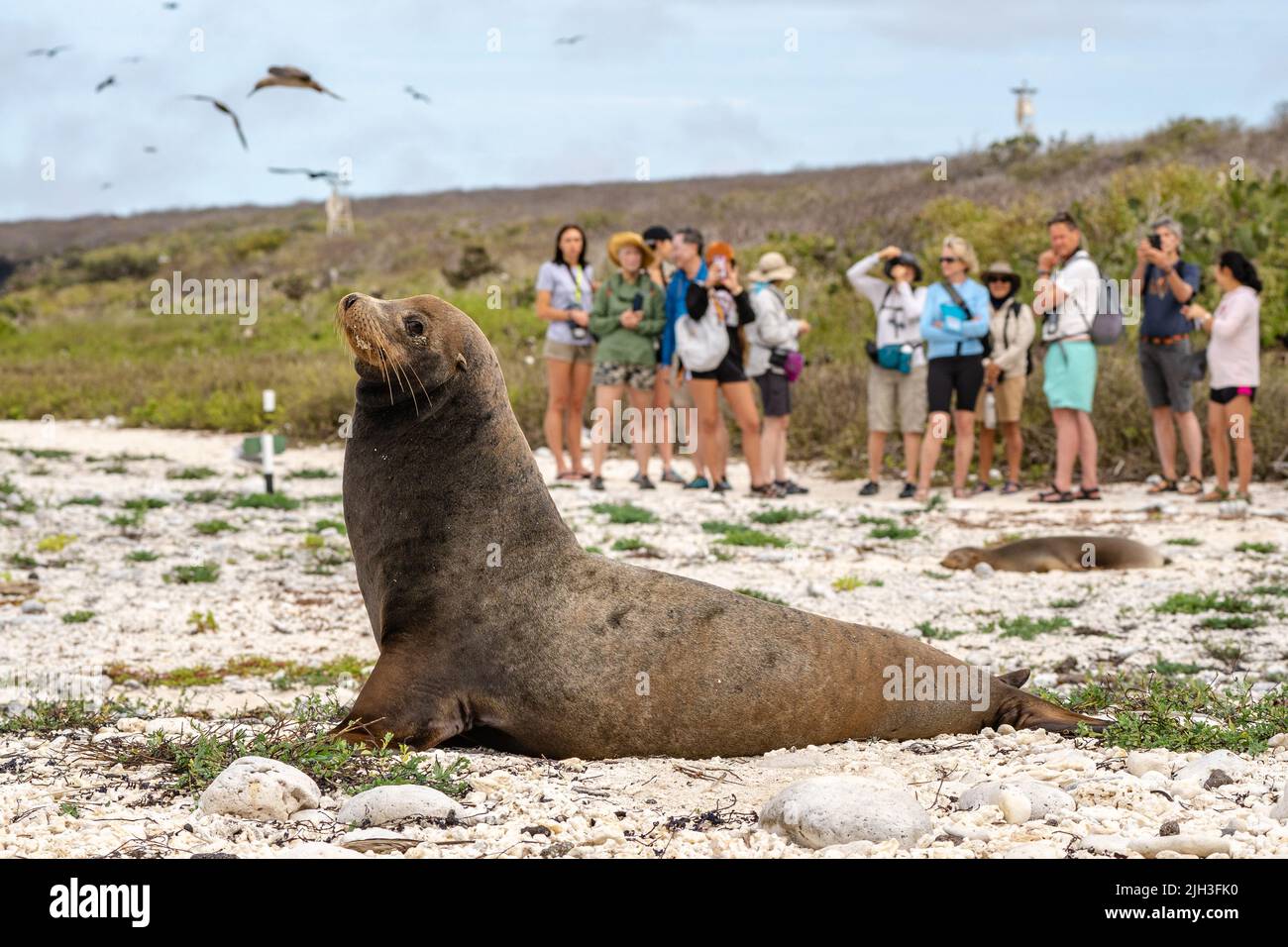 La foca delle Galapagos poggia sulla spiaggia con un gruppo di turisti sullo sfondo Foto Stock