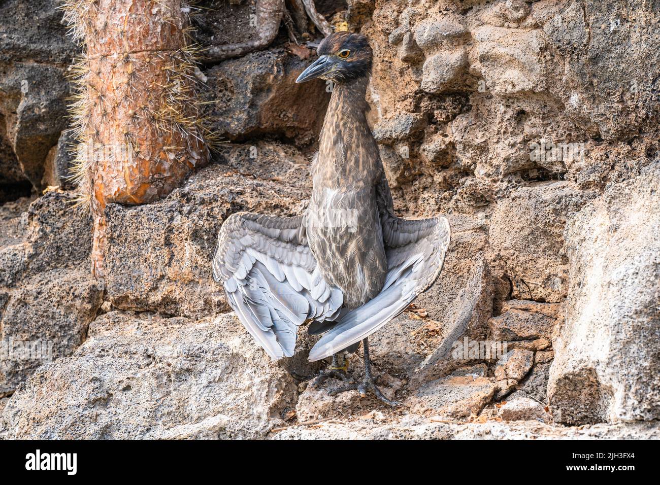 L'airone di lava giovanile allunga le sue ali per prendere il sole nelle Galapagos Foto Stock
