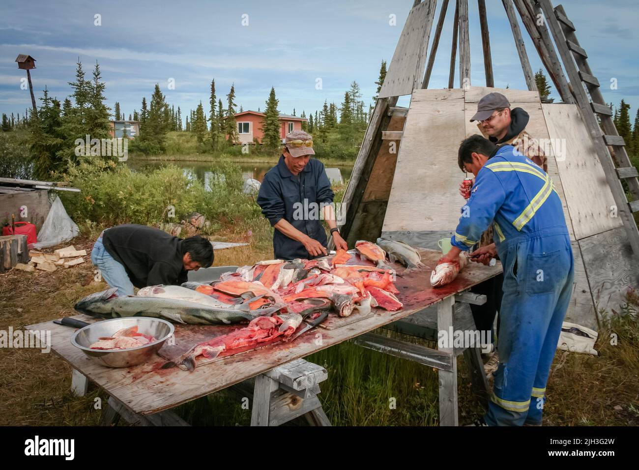 Dene uomini che riempiscono il pesce di trota del lago dal lago grande dell'orso, vicino alla Comunità nord indigena di Deline, Northwest, territori, Canada. Foto Stock