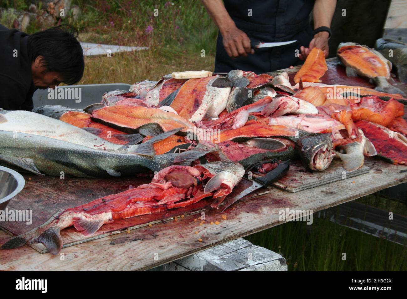 Pesca alla trota del lago di Ladino dal lago di Great Bear, vicino alla comunità indigena settentrionale di Deline, Northwest, territori, Canada. Foto Stock