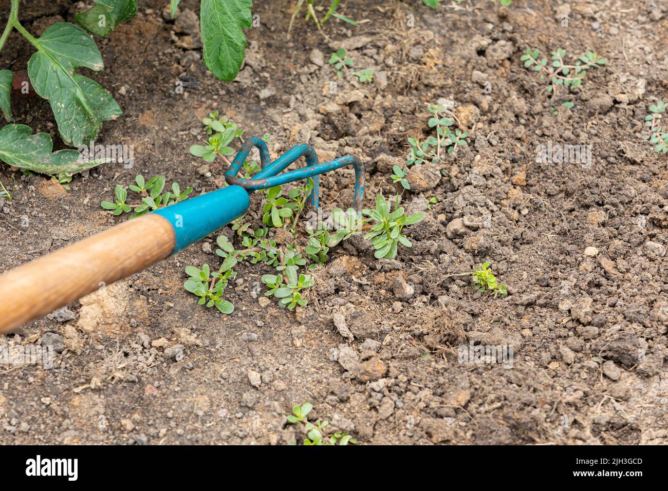 Rimozione delle erbacce in giardino con coltivatore. Giardinaggio, sarchiatura, e lavoro in concetto di giardino. Foto Stock