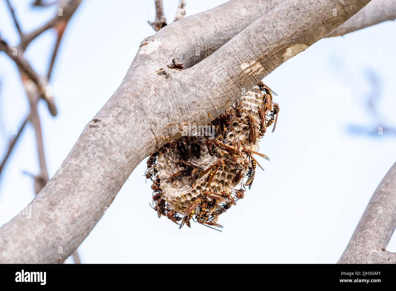 Nido di vespa di carta appeso riempito di vespa di carta pungente predatori nelle Galapagos Foto Stock