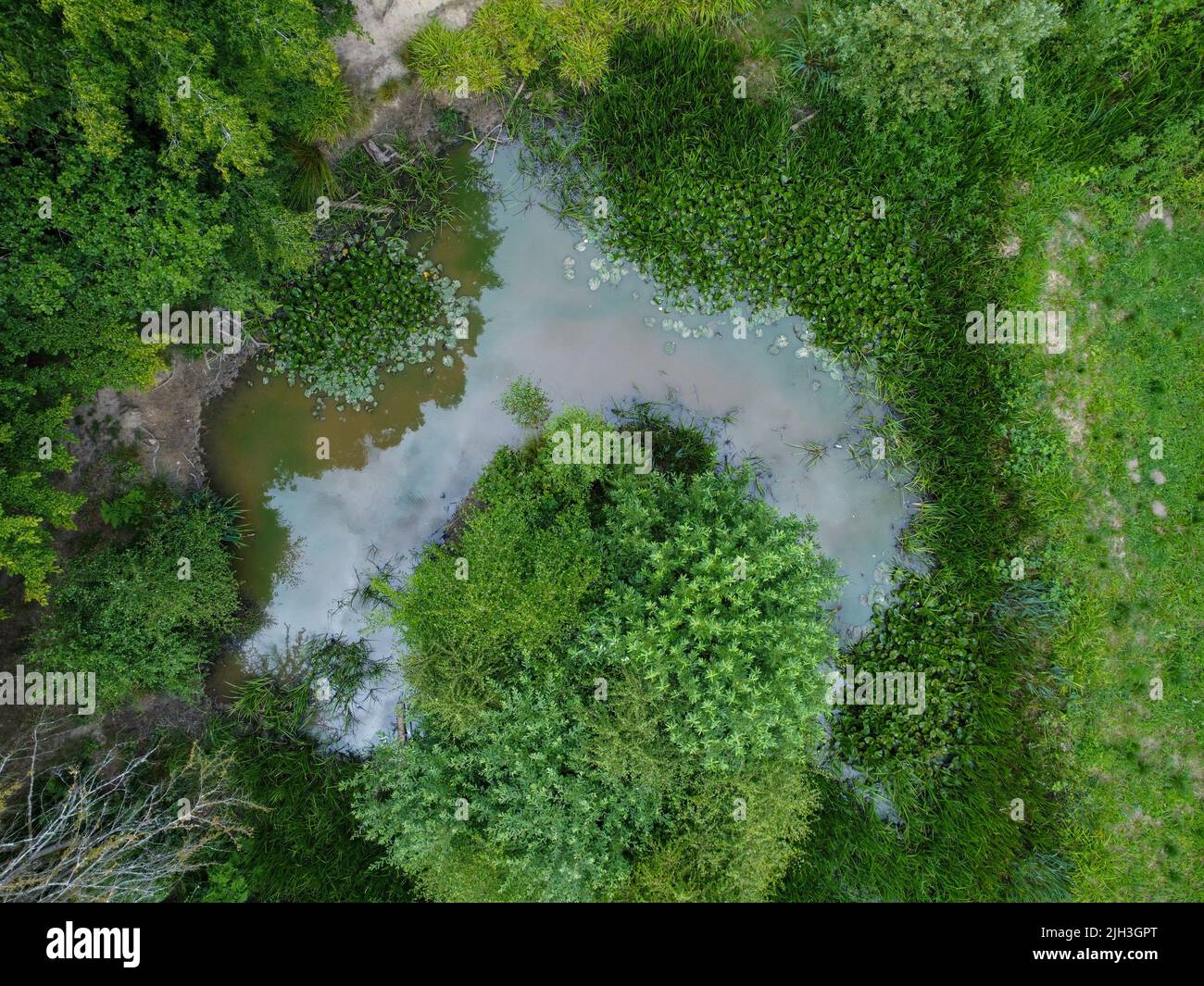 Vista aerea verso il basso dello stagno segreto nei boschi di Hertford Heath Foto Stock