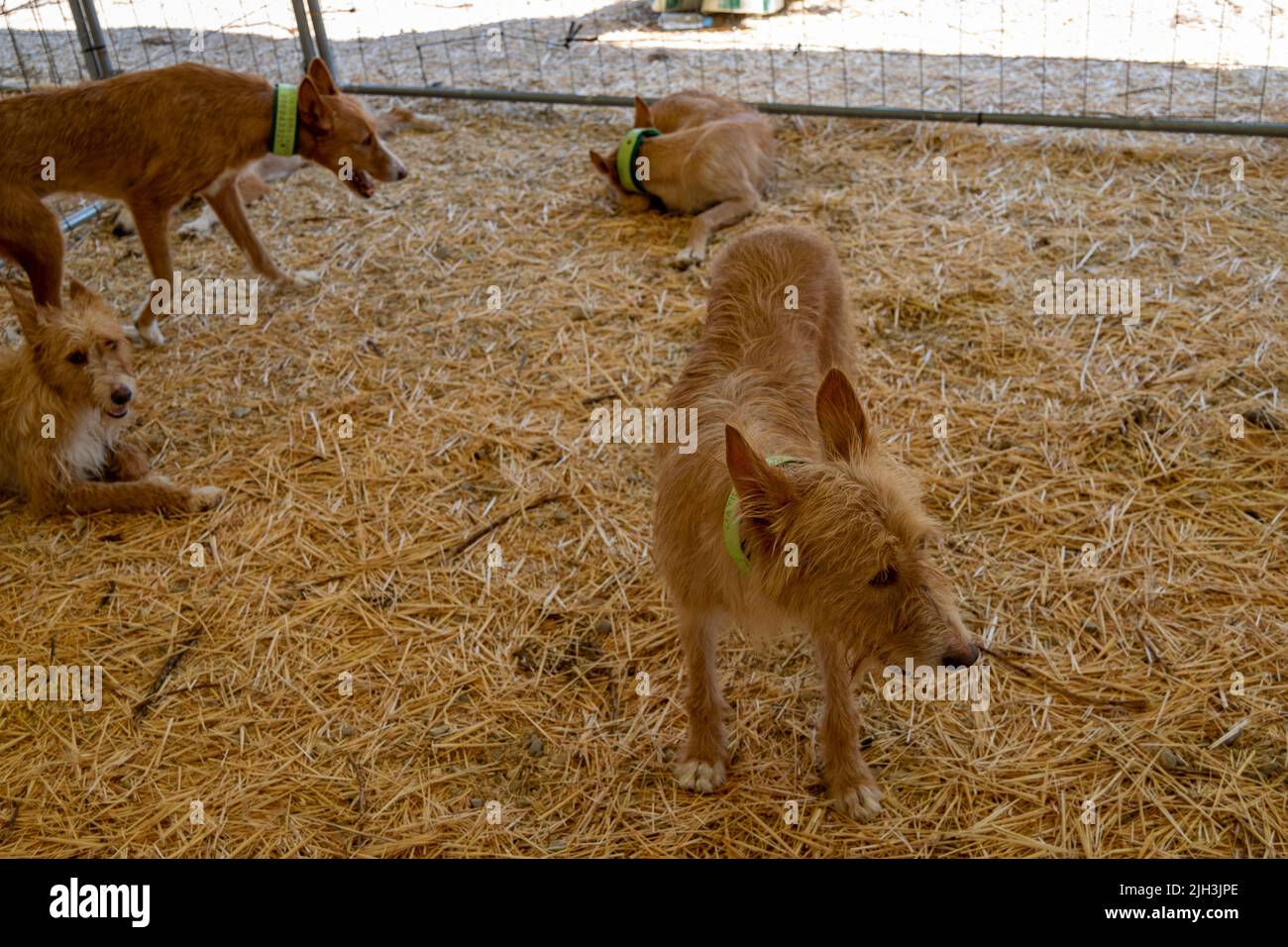 Il Podengo portoghese, noto anche come Podengo Português o Warren Hound portoghese, è una razza di cani dal Portogallo. Fiere agricole, cani in vendita. Foto Stock