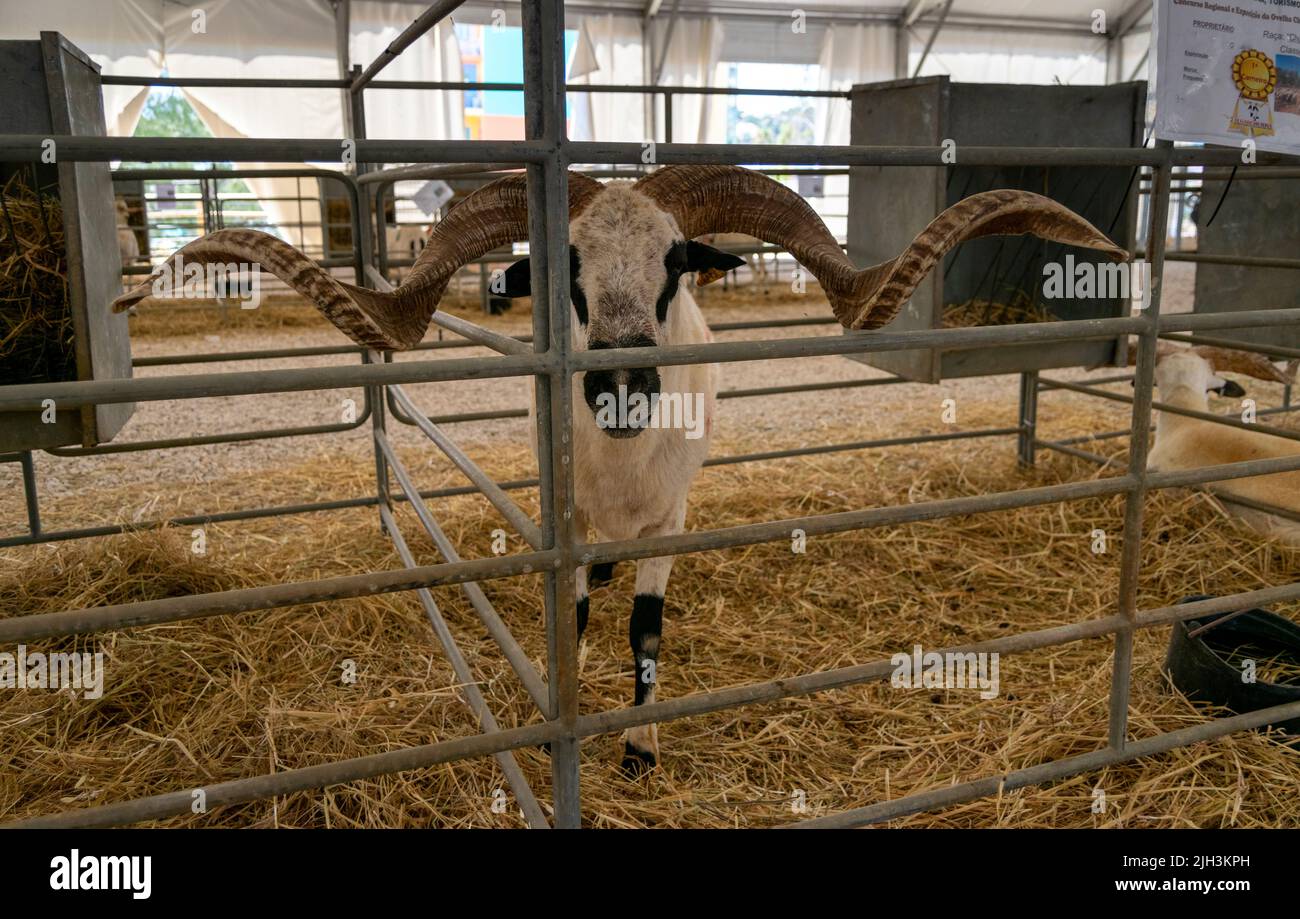 Algarve Churro è una razza di pecore addomesticate in Portogallo. Anche se questa razza coltisce la lana, primariamente allevata per la sua carne. Animali pregiati. Foto Stock