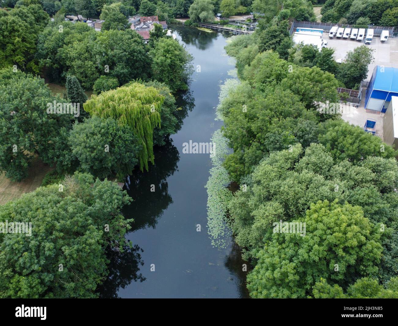 Fuco di fiume e natura a Hoddesdon Foto Stock