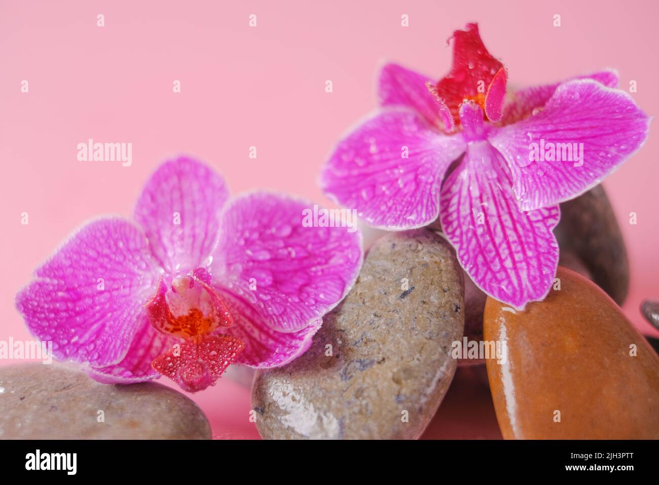 Orchid fiore e pietre di massaggio in gocce d'acqua. Fiori di orchidea rosa e pietre grigie su uno sfondo rosa chiaro.carta da parati bella. Foto Stock