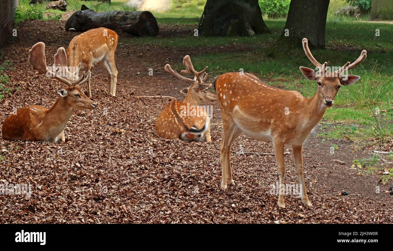 Cervi presso Dunham Massey NT Hall & Gardens, Altrincham, Cheshire, Inghilterra, Regno Unito, WA14 4SJ Foto Stock