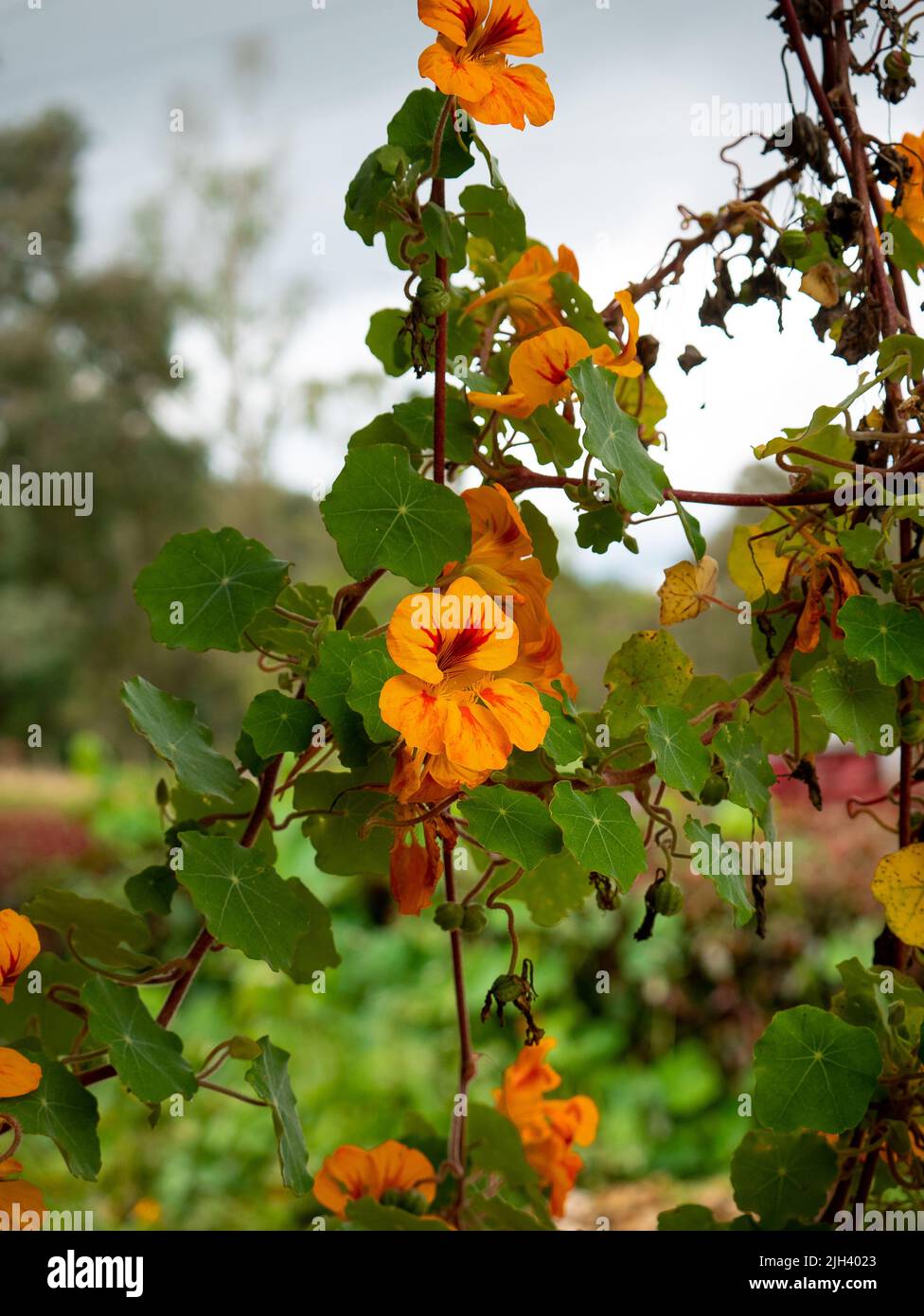 Fiore arancione conosciuto come Nasturtium giardino, cess indiano o cess dei monaci (Tropaeolum majus) nel giardino con un cielo nuvoloso come sfondo Foto Stock