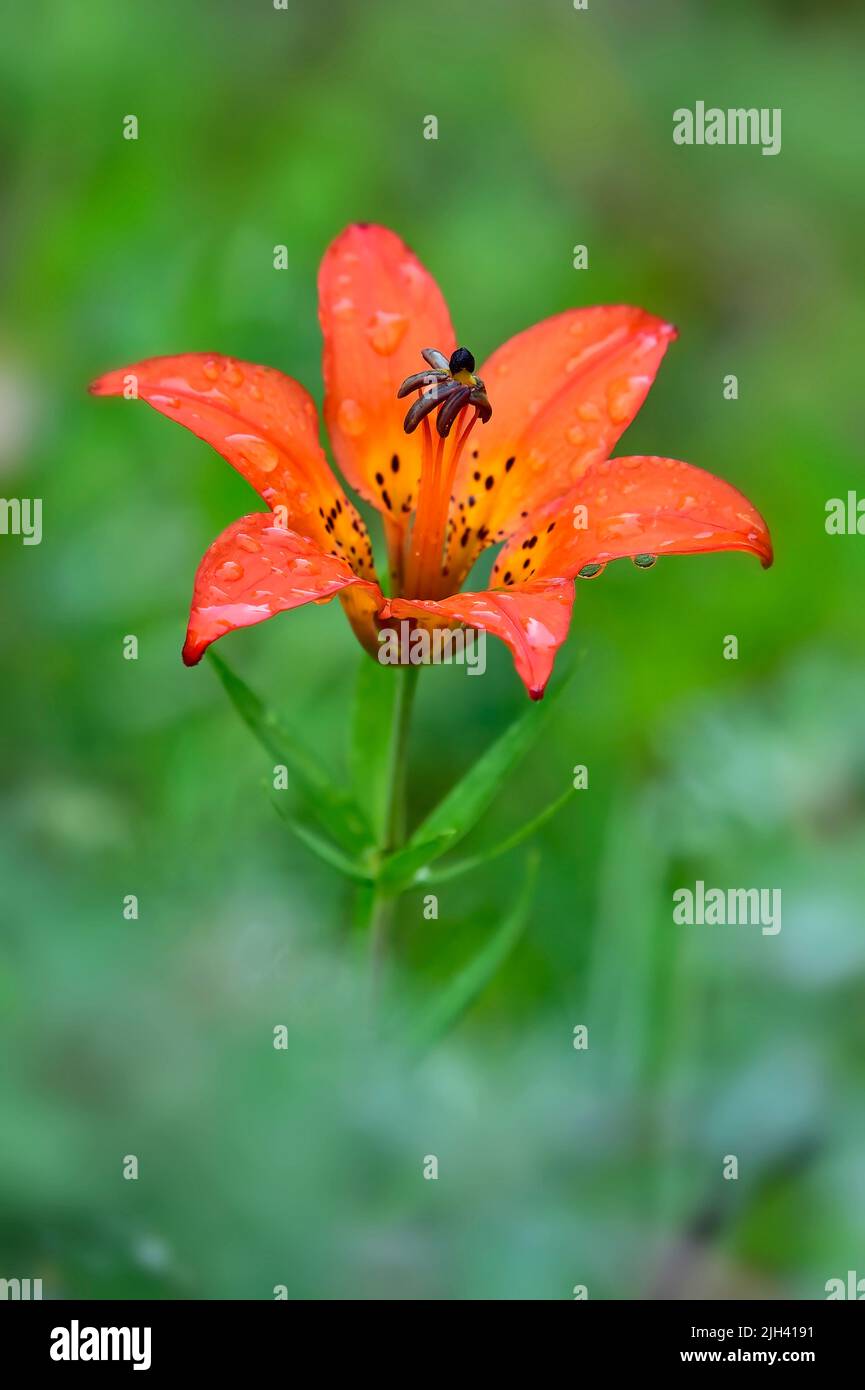 Un'immagine verticale di un giglio di legno dai colori vivaci (Lilium philadelphicum); che cresce selvaggio in una zona rurale dell'Alberta Canada Foto Stock