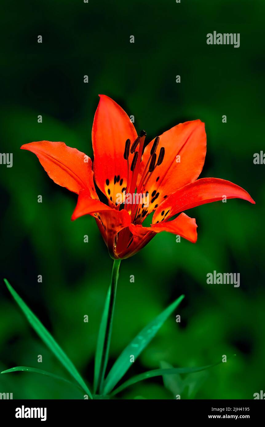 Un'immagine verticale di un giglio di legno dai colori vivaci (Lilium philadelphicum); che cresce selvaggio in una zona rurale dell'Alberta Canada Foto Stock