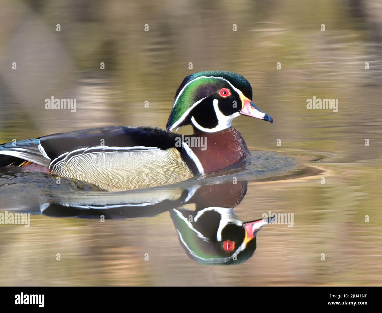 Uccelli acquatici Foto Stock