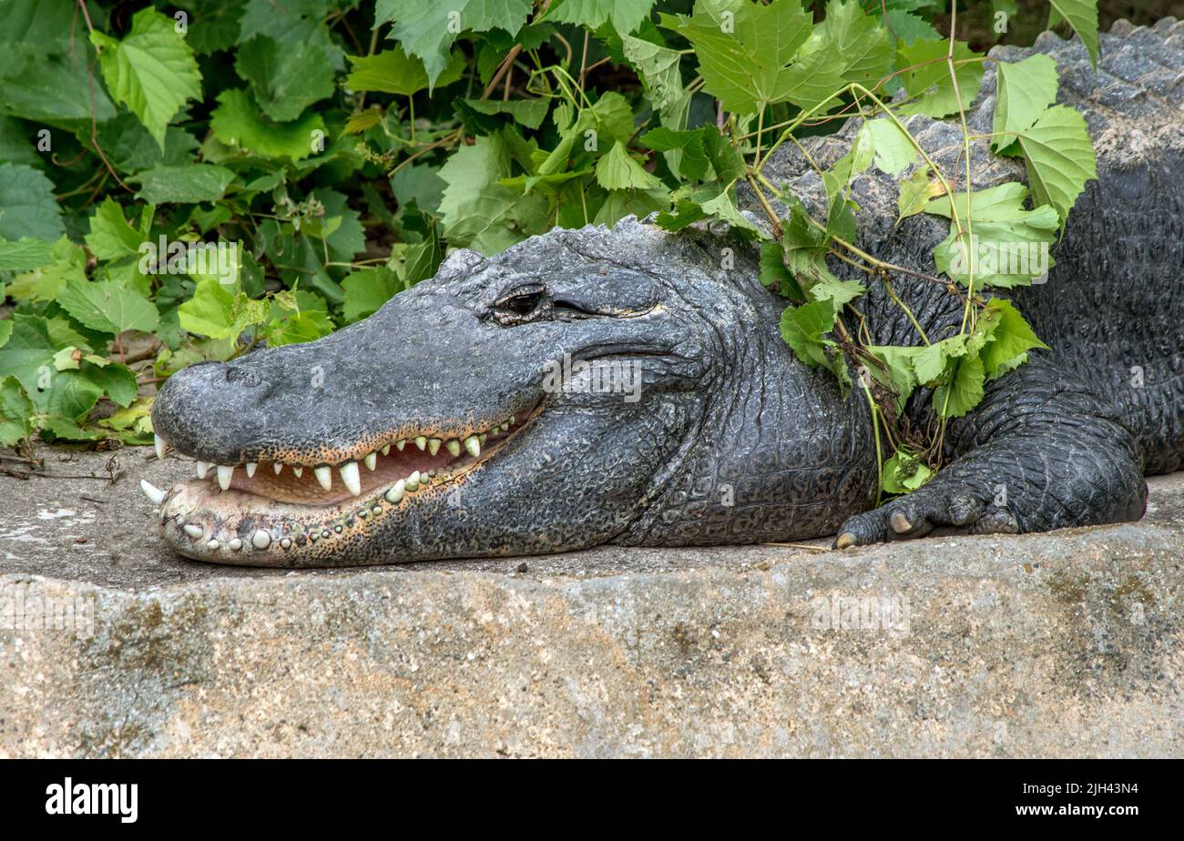 l'alligatore si trova al sole, nascosto per metà dalla vegetazione ma con un grande sorriso sul viso Foto Stock