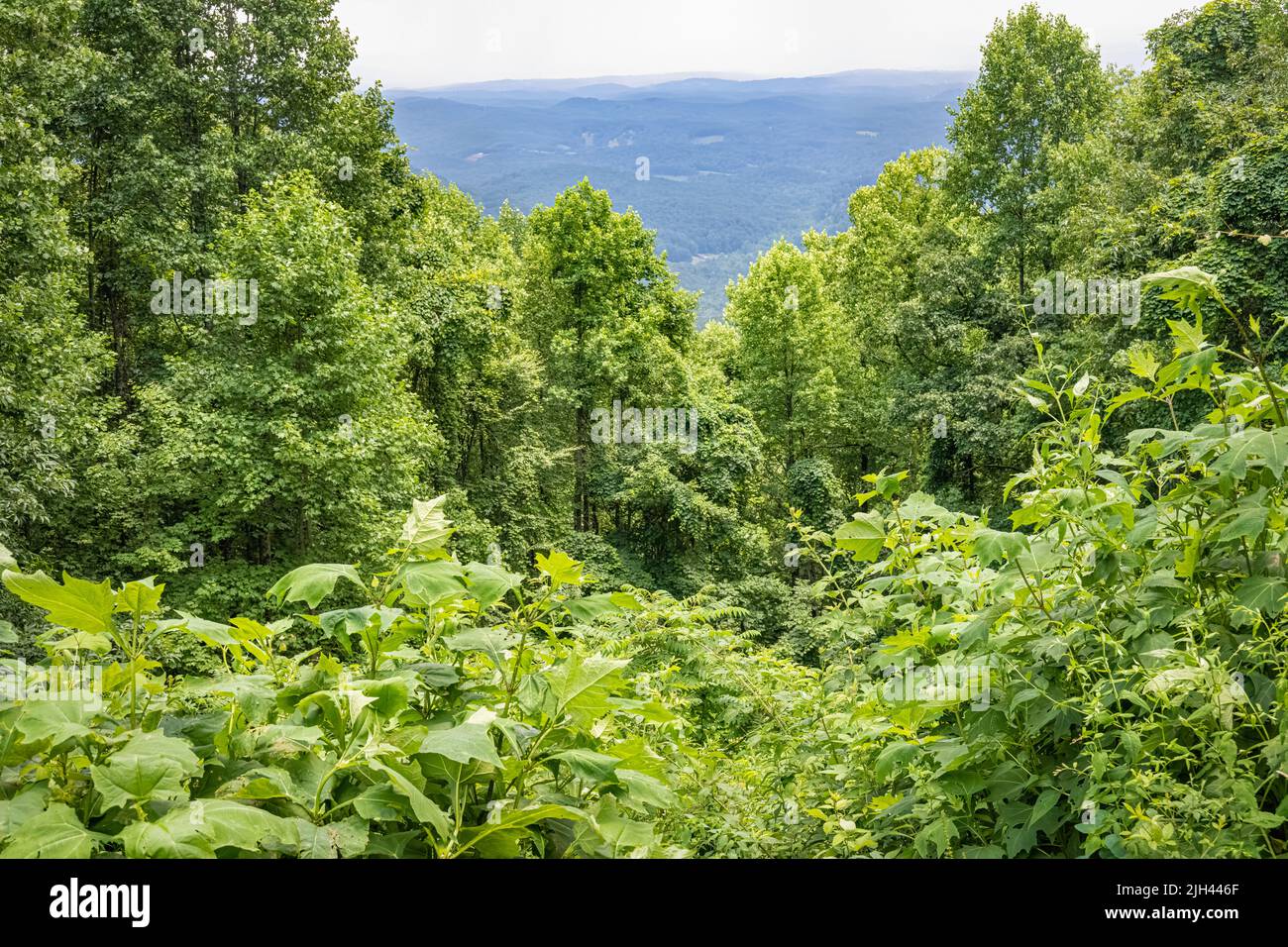 Woody Gap Recreation Area nella Chattahoochee National Forest, dove l'Appalachian Trail attraversa la Scenic Highway 60 tra Suches e Dahlonega, Georgia. Foto Stock
