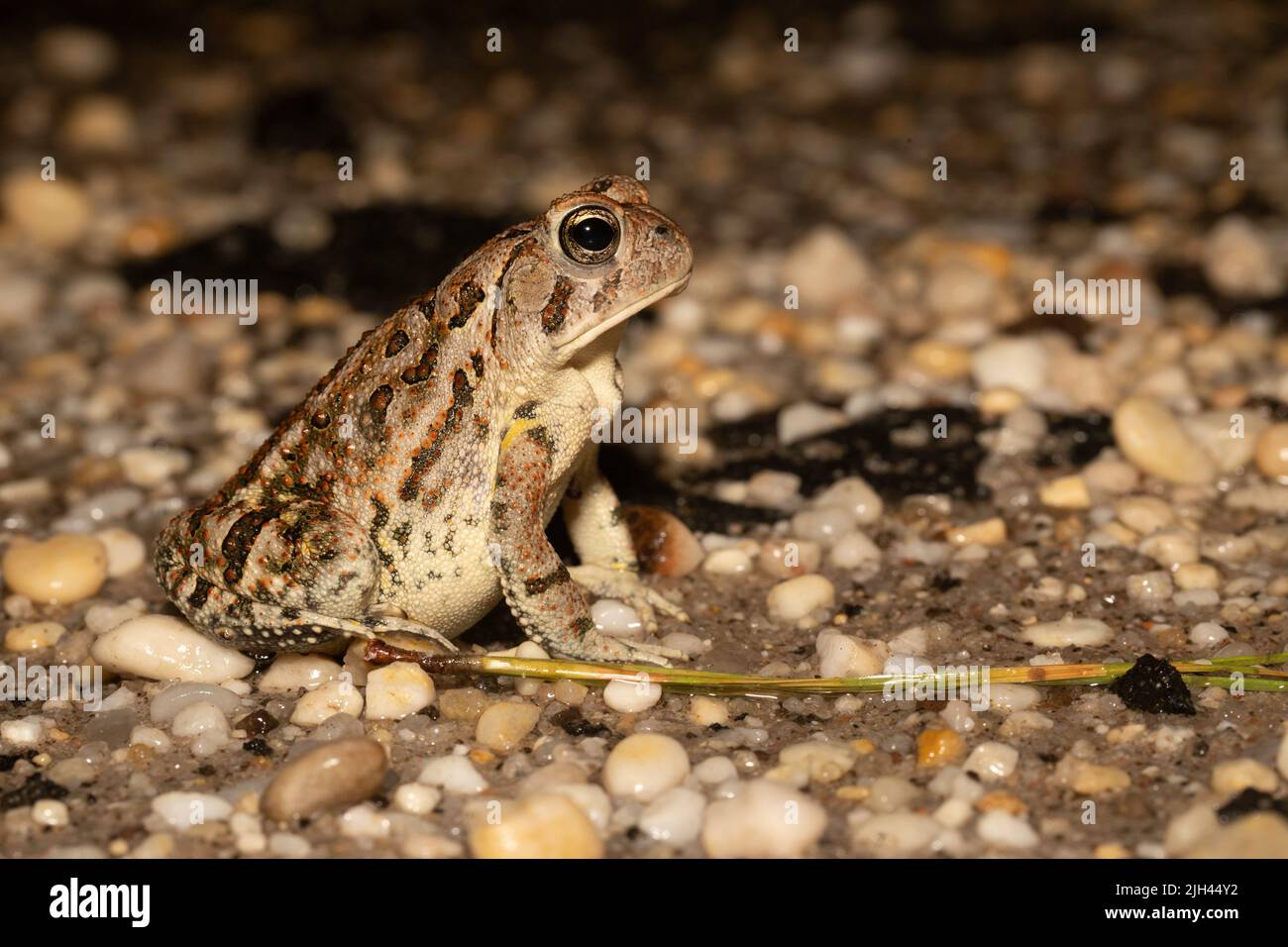 Toad di Fowler dalle NJ Pine Barrens - Anaxyrus fowleri Foto Stock