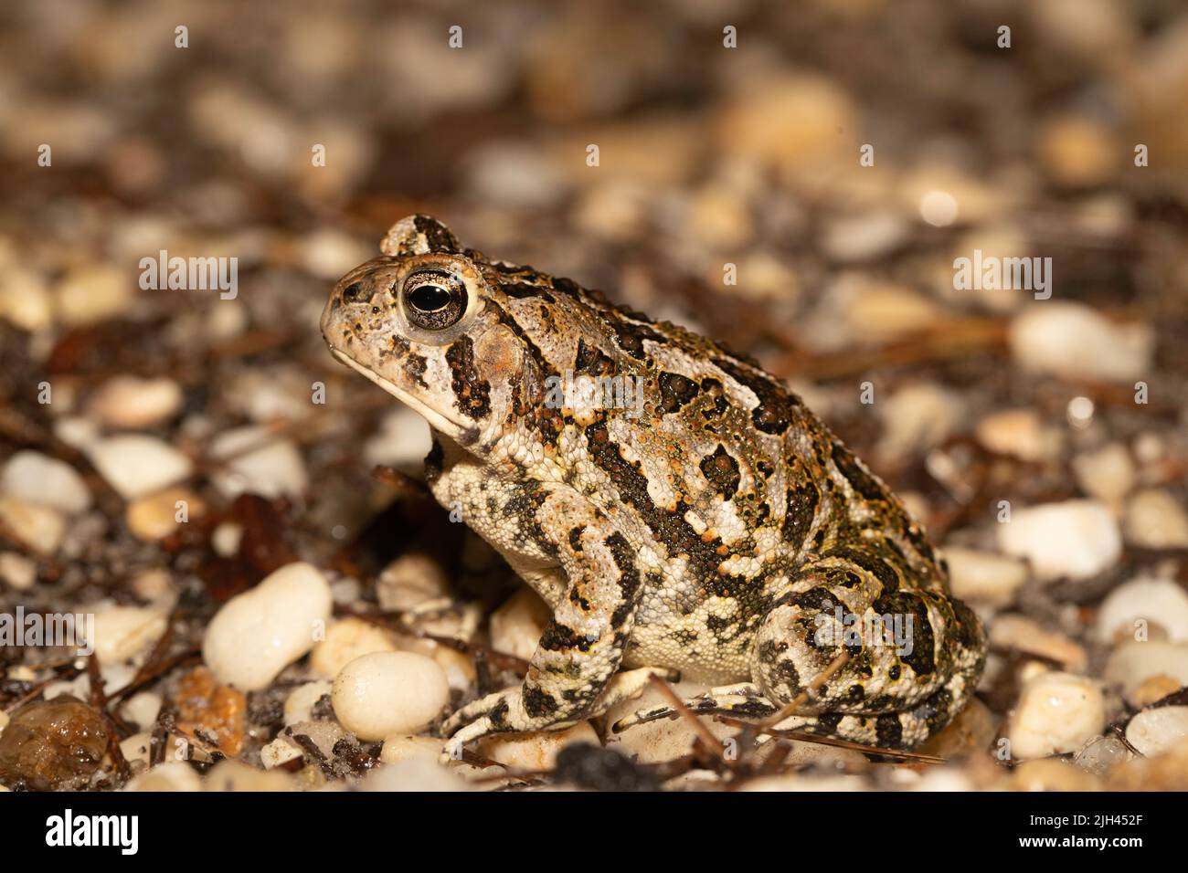 Toad di Fowler dalle NJ Pine Barrens - Anaxyrus fowleri Foto Stock