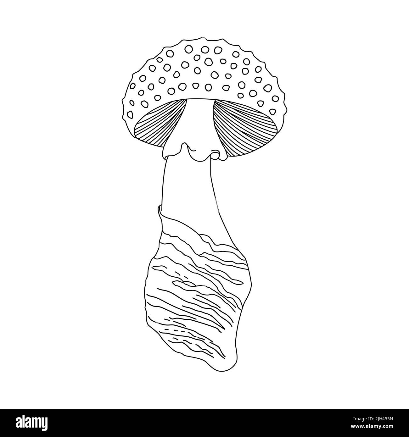 Funghi commestibili. Illustrazioni vettoriali isolate. Schizzo disegnato a mano Illustrazione Vettoriale