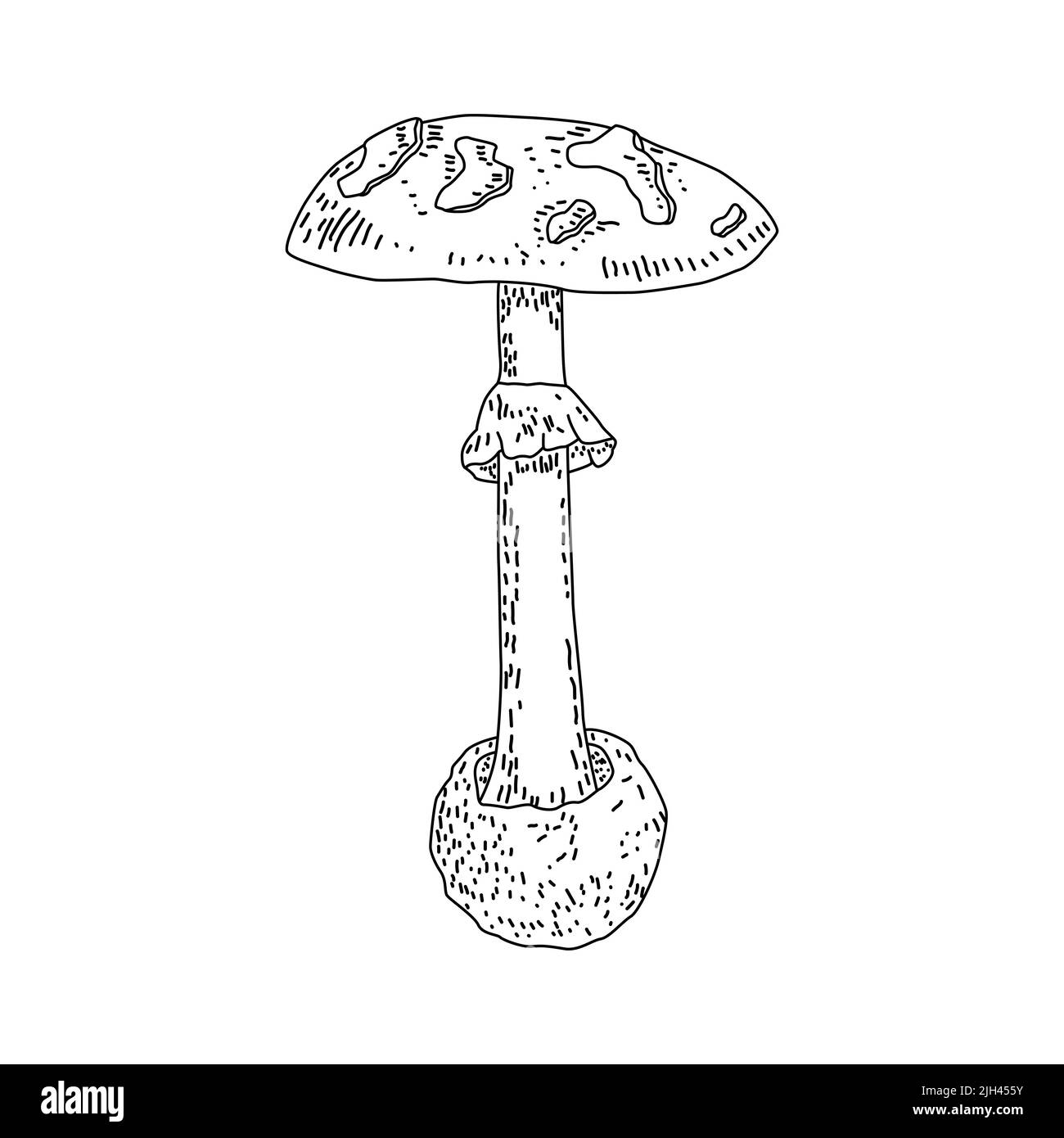 Funghi commestibili. Illustrazioni vettoriali isolate. Schizzo disegnato a mano Illustrazione Vettoriale