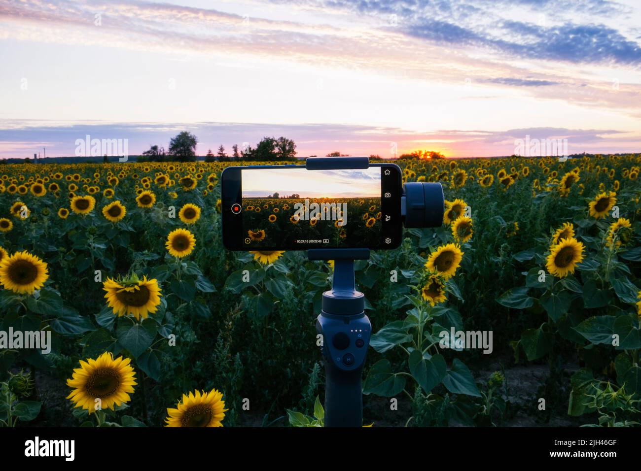 Steadicam per telefono che spara girasoli Foto Stock
