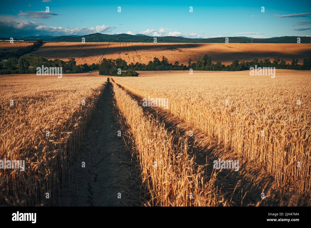 Campo di grano agricolo sotto il cielo blu. Ricco tema del raccolto. Paesaggio rurale autunno con grano dorato maturo. Foto Stock