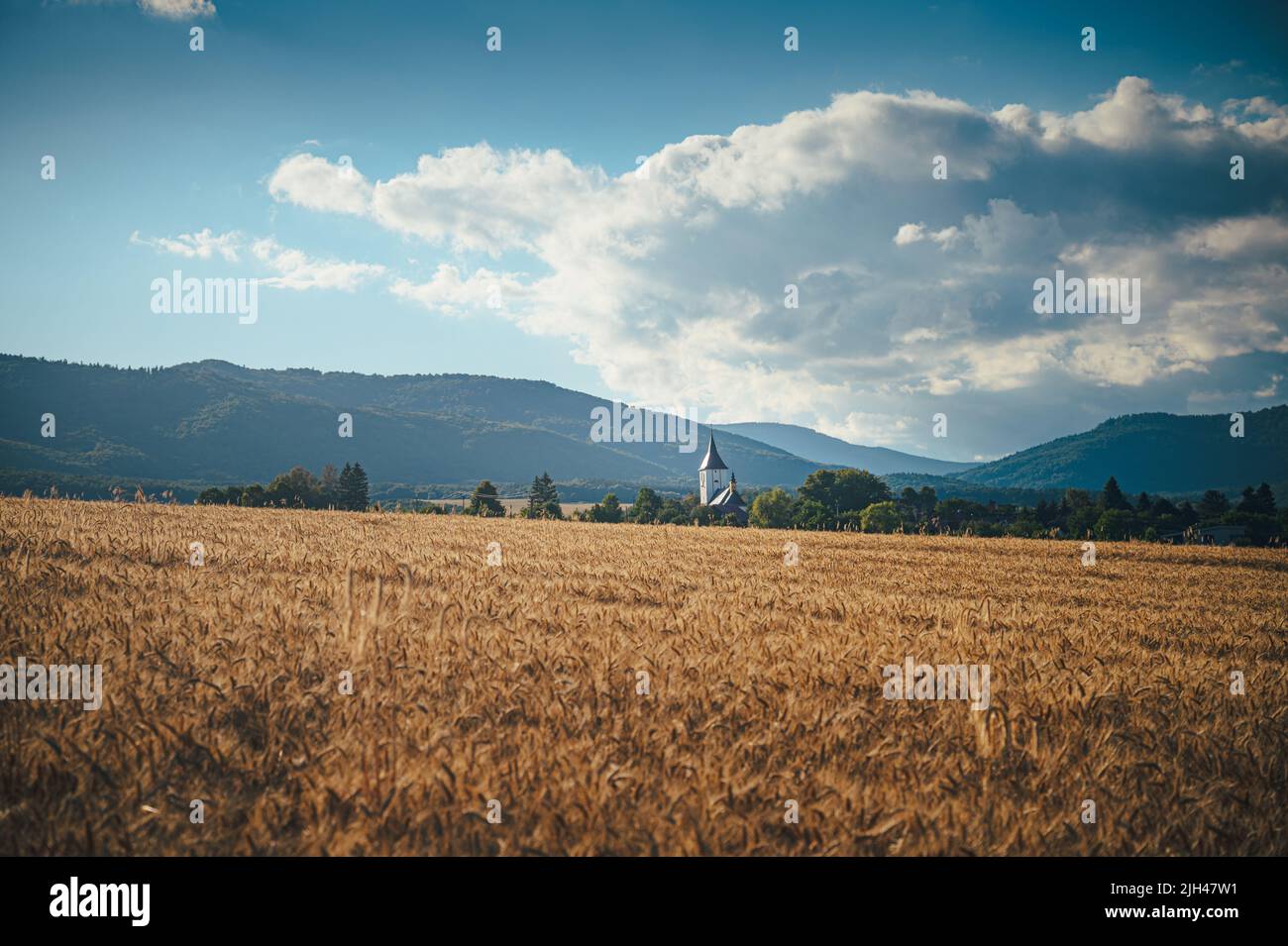Campo di grano agricolo sotto il cielo blu. Ricco tema del raccolto. Paesaggio rurale autunno con grano dorato maturo. Foto Stock