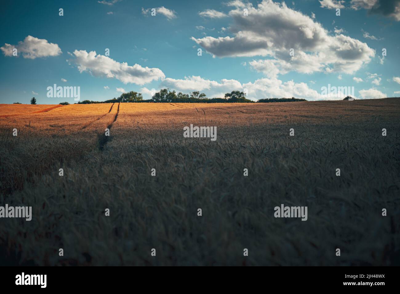 Campo di grano agricolo sotto il cielo blu. Ricco tema del raccolto. Paesaggio rurale autunno con grano dorato maturo. Foto Stock