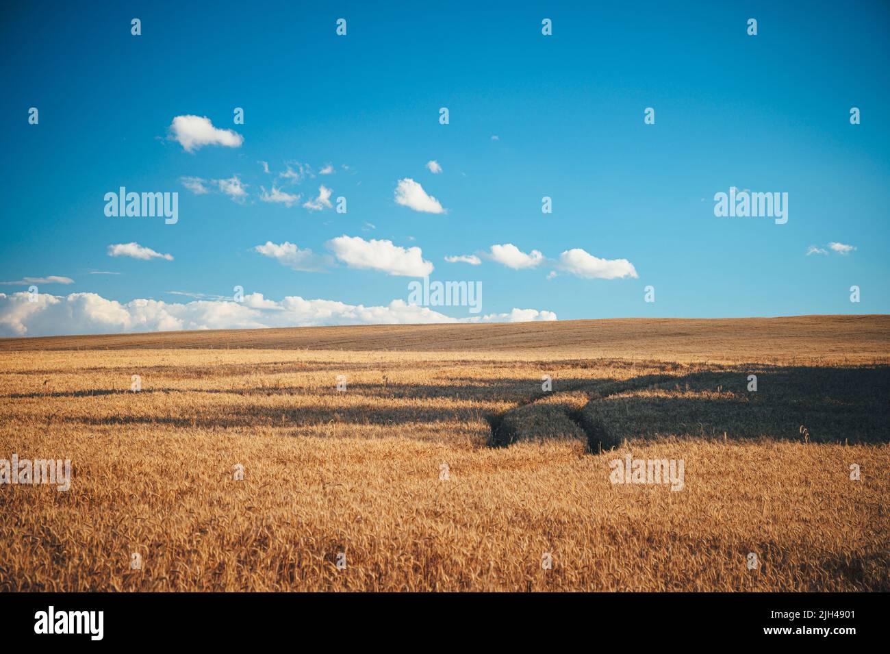 Campo di grano dorato con luce arancione al tramonto. Foto per raccolto, industria alimentare, panettieri e agricoltori. Primo piano di un orecchio di grano in un campo giallo. Foto Stock