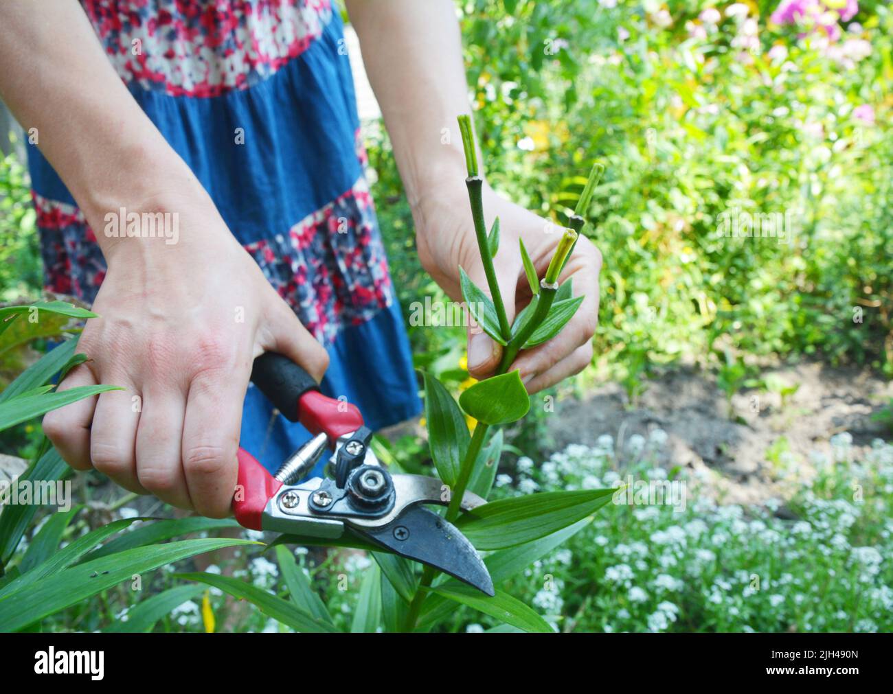 Giardiniere che deadescare gigli nel giardino. Foto Stock
