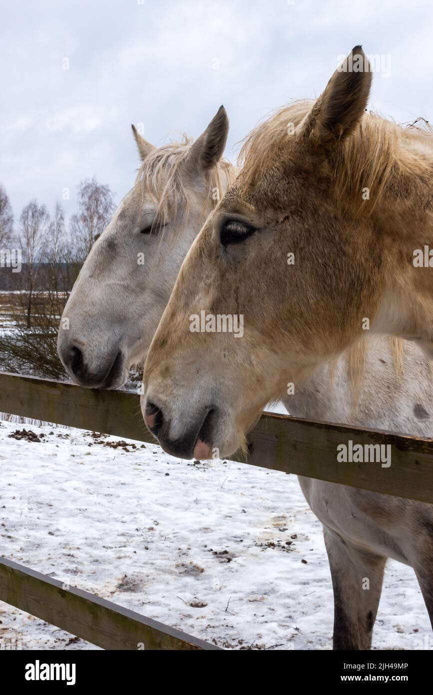 Cavalli grigi nel cortile d'inverno. Primi piani sulla testa. La foto è stata scattata in una giornata nuvolosa Foto Stock