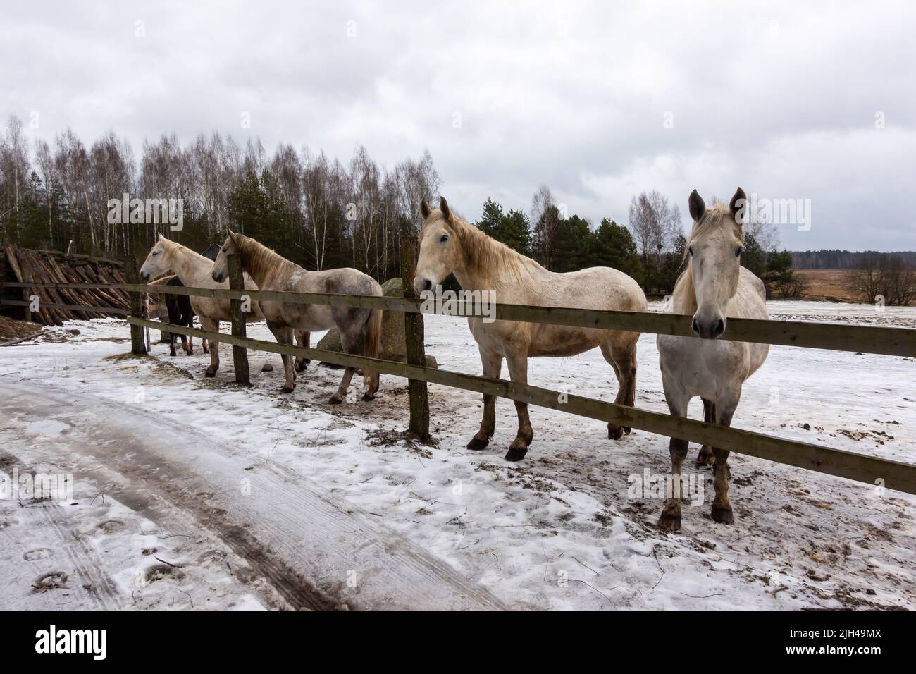 Cavalli grigi nel cortile d'inverno. Primi piani sulla testa. La foto è stata scattata in una giornata nuvolosa Foto Stock