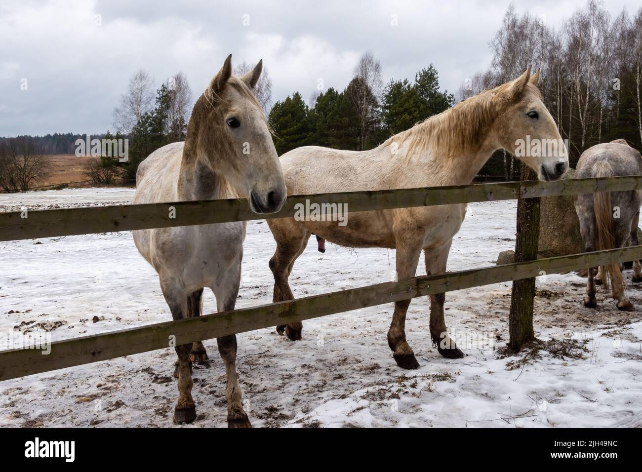 Cavalli grigi nel cortile d'inverno. Primi piani sulla testa. La foto è stata scattata in una giornata nuvolosa Foto Stock