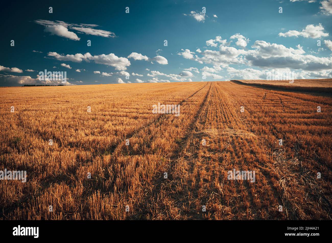 Campo di grano agricolo sotto il cielo blu. Ricco tema del raccolto. Paesaggio rurale autunno con grano dorato maturo. Foto Stock