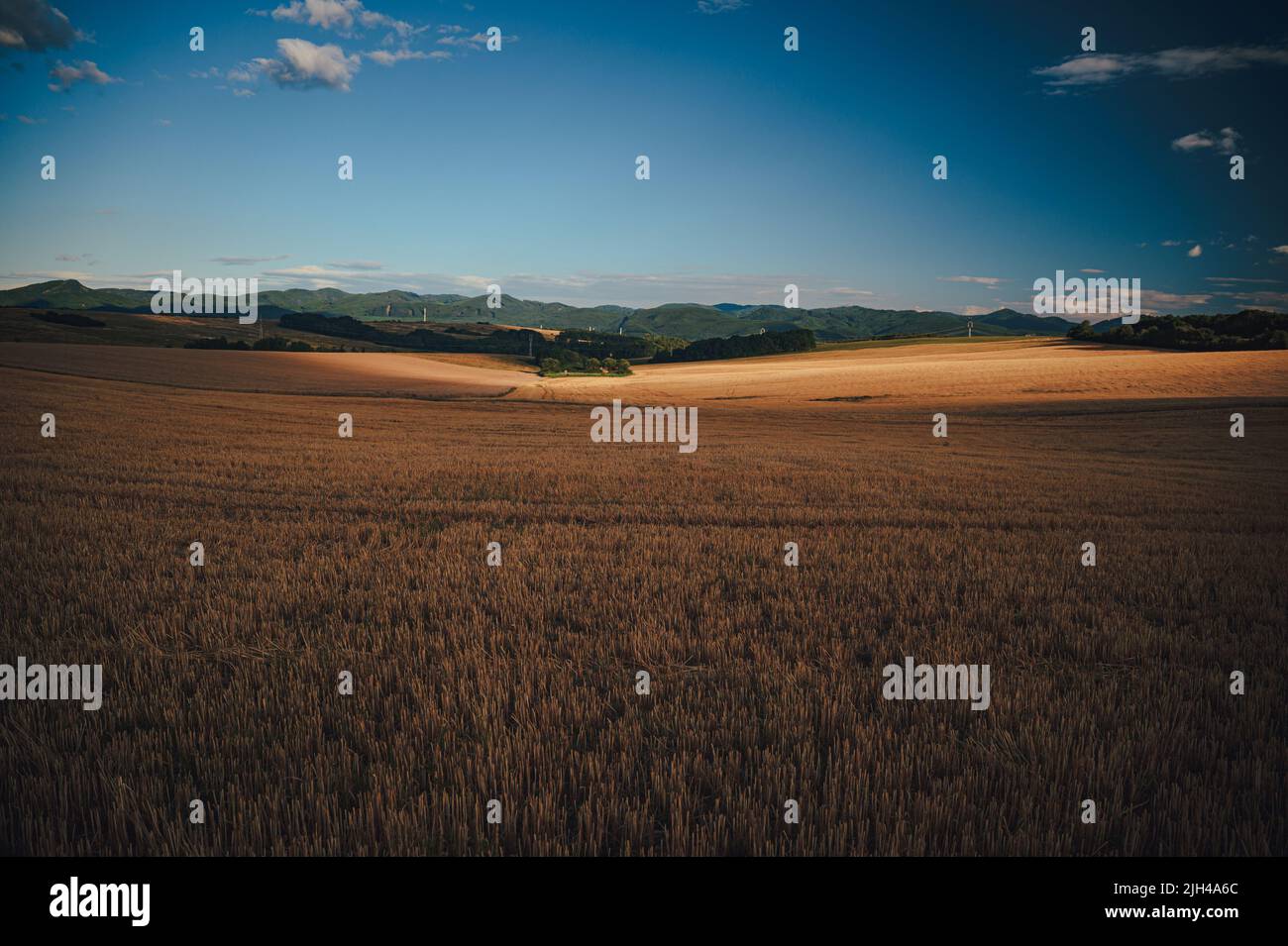 Campo di grano agricolo sotto il cielo blu. Ricco tema del raccolto. Paesaggio rurale autunno con grano dorato maturo. Foto Stock