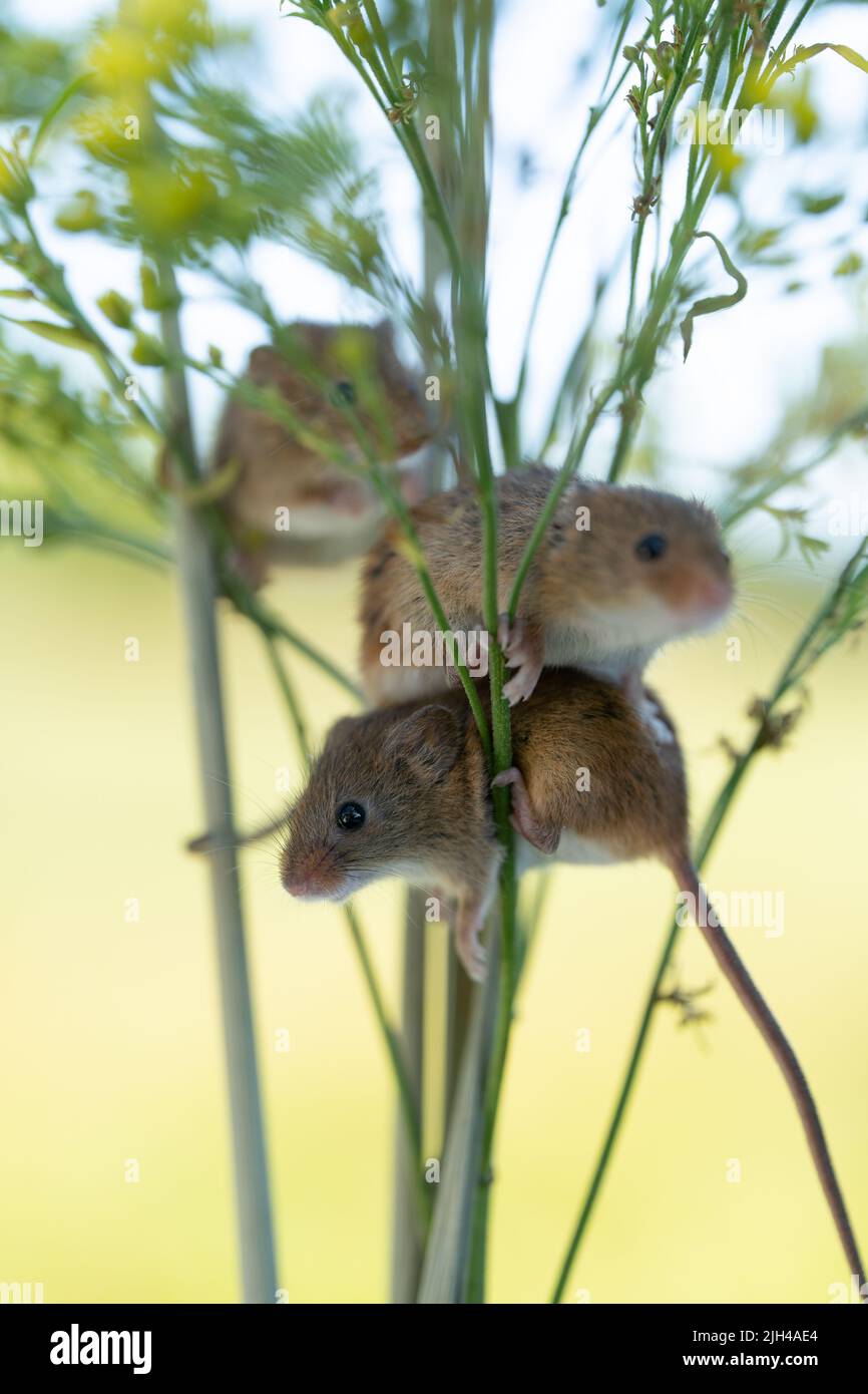 Raccogliete topi che si arrampicano su steli di erba in habitat naturale Foto Stock